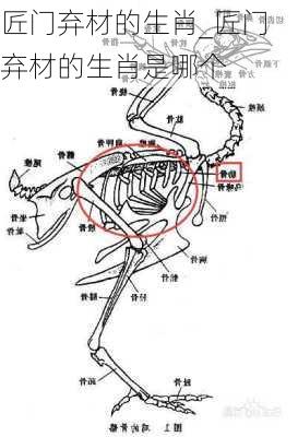 匠门弃材的生肖_匠门弃材的生肖是哪个