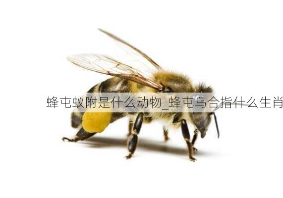 蜂屯蚁附是什么动物_蜂屯乌合指什么生肖