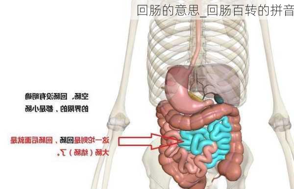 回肠的意思_回肠百转的拼音