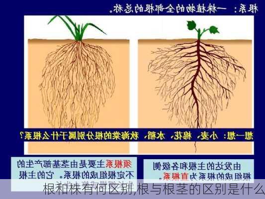 根和株有何区别,根与根茎的区别是什么