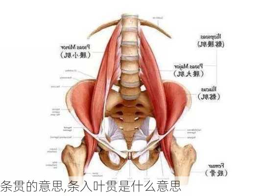 条贯的意思,条入叶贯是什么意思