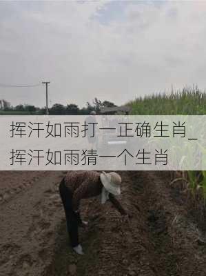 挥汗如雨打一正确生肖_挥汗如雨猜一个生肖