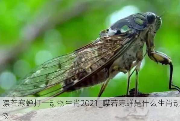 噤若寒蝉打一动物生肖2021_噤若寒蝉是什么生肖动物