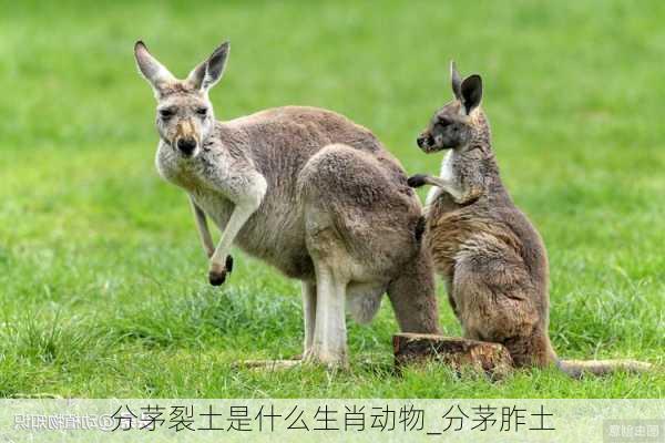 分茅裂土是什么生肖动物_分茅胙土