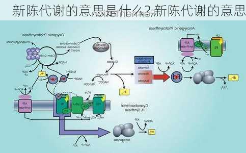 新陈代谢的意思是什么?,新陈代谢的意思