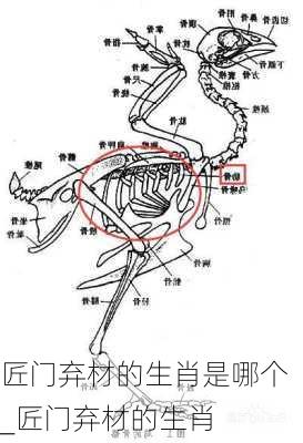 匠门弃材的生肖是哪个_匠门弃材的生肖