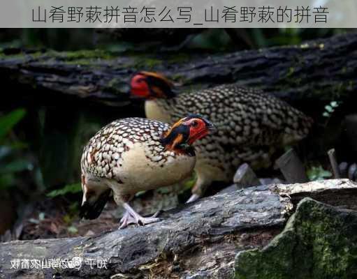 山肴野蔌拼音怎么写_山肴野蔌的拼音