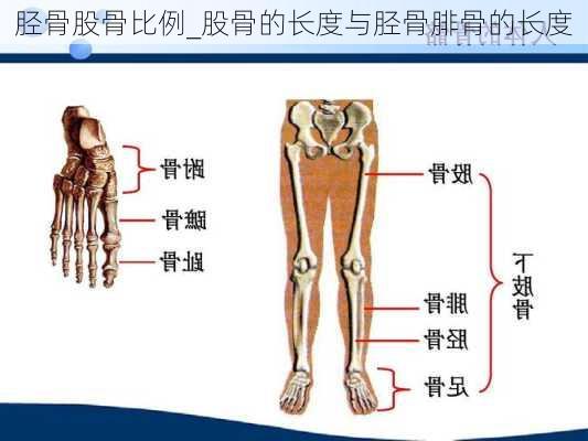 胫骨股骨比例_股骨的长度与胫骨腓骨的长度