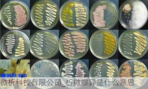 微析科技有限公司_析微察异是什么意思