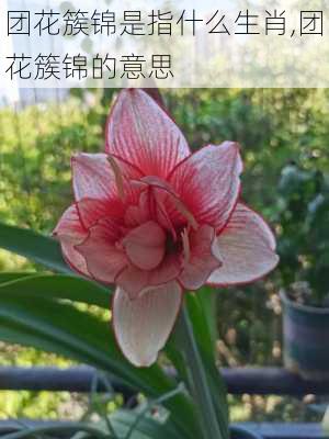 团花簇锦是指什么生肖,团花簇锦的意思