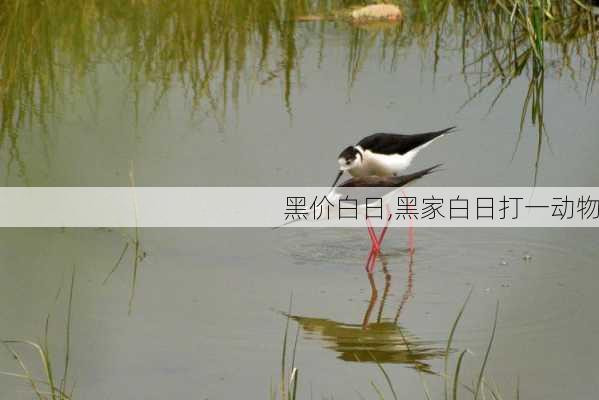 黑价白日,黑家白日打一动物