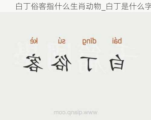 白丁俗客指什么生肖动物_白丁是什么字