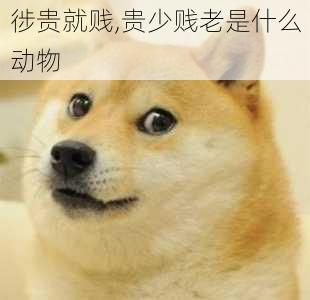 徏贵就贱,贵少贱老是什么动物