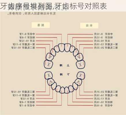 牙齿序号排列图,牙齿标号对照表