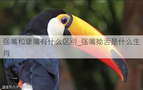 强嘴和犟嘴有什么区别_强嘴拗舌是什么生肖