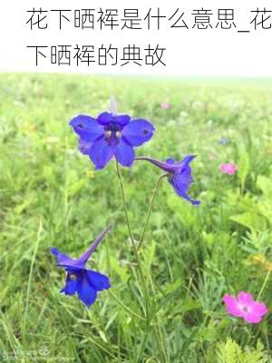 花下晒裈是什么意思_花下晒裈的典故