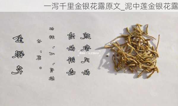 一泻千里金银花露原文_泥中莲金银花露