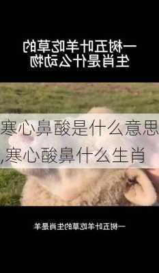 寒心鼻酸是什么意思,寒心酸鼻什么生肖