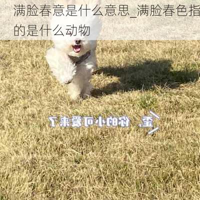 满脸春意是什么意思_满脸春色指的是什么动物